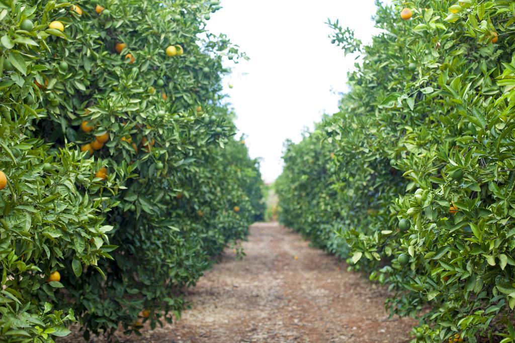 Вілла Quinta Dos I'S - Algarve Ferrarias  Екстер'єр фото